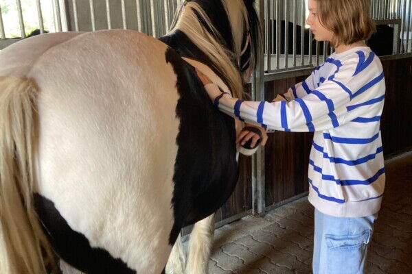 Ein Mädchen striegelt ein Großpony